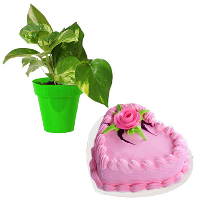 "Heart shape straw berry cake - 1kg, Money plant with pot - Click here to View more details about this Product